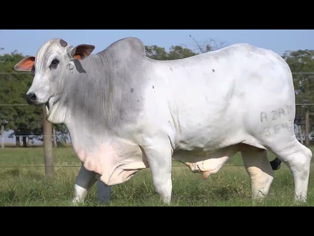 Lote 19   Leilão Touros Bela Alvorada Nelore Zan