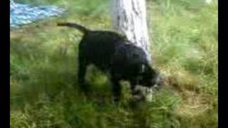 4 Mies Staffordshire Bull Terrier Draco