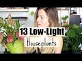 13 Low-Light Houseplants! | Plants That Love Low-Light