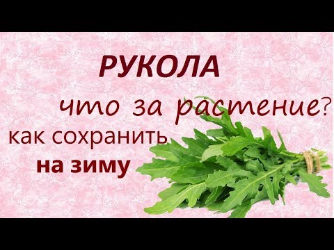 Руккола (рукола).//Салат с руколой//Заготовка на зиму