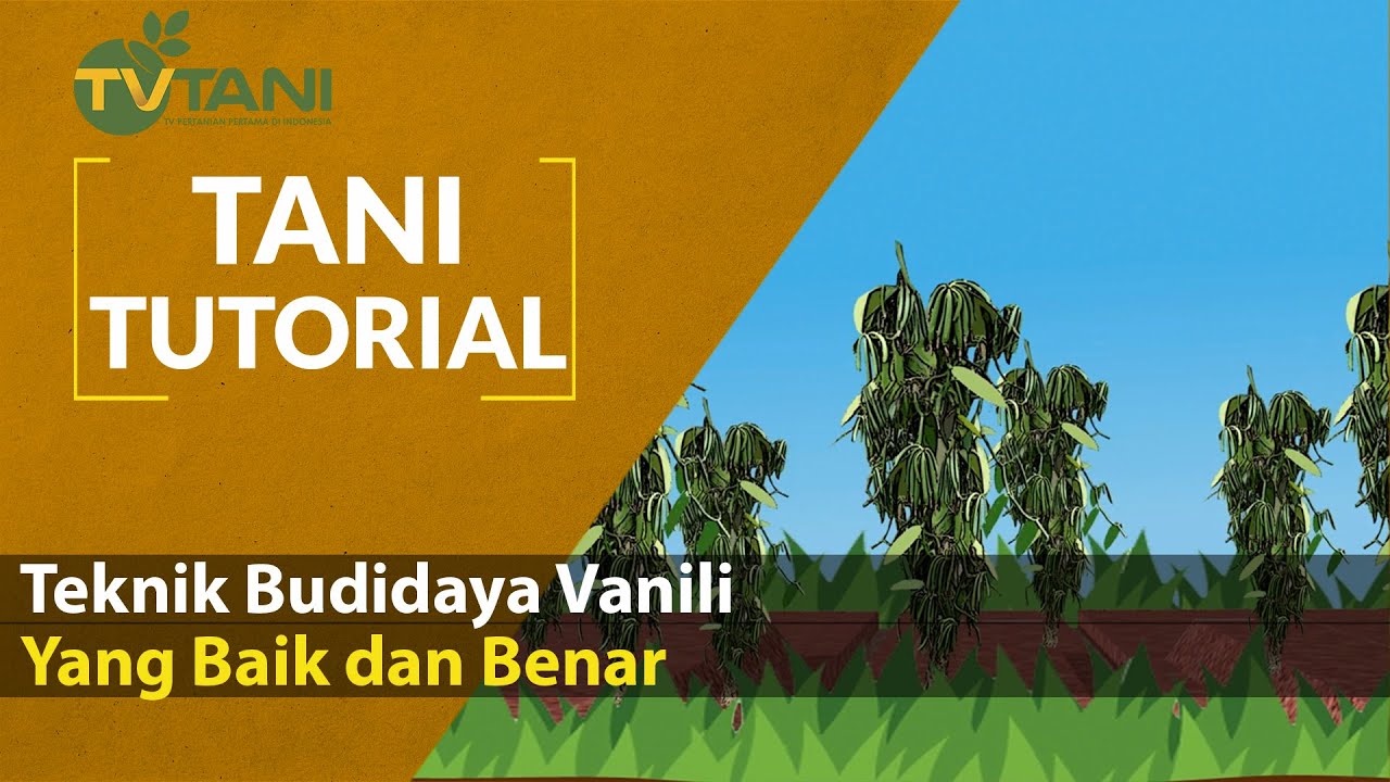 Teknik Budidaya Vanili Yang Baik dan Benar 