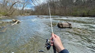 Creek Fishing for ANYTHING That Bites!