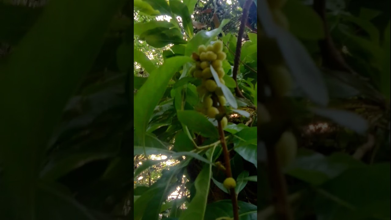 काफल खाने कुया मरुला जिन्किरी सिसा कि गोलिले 🤗 