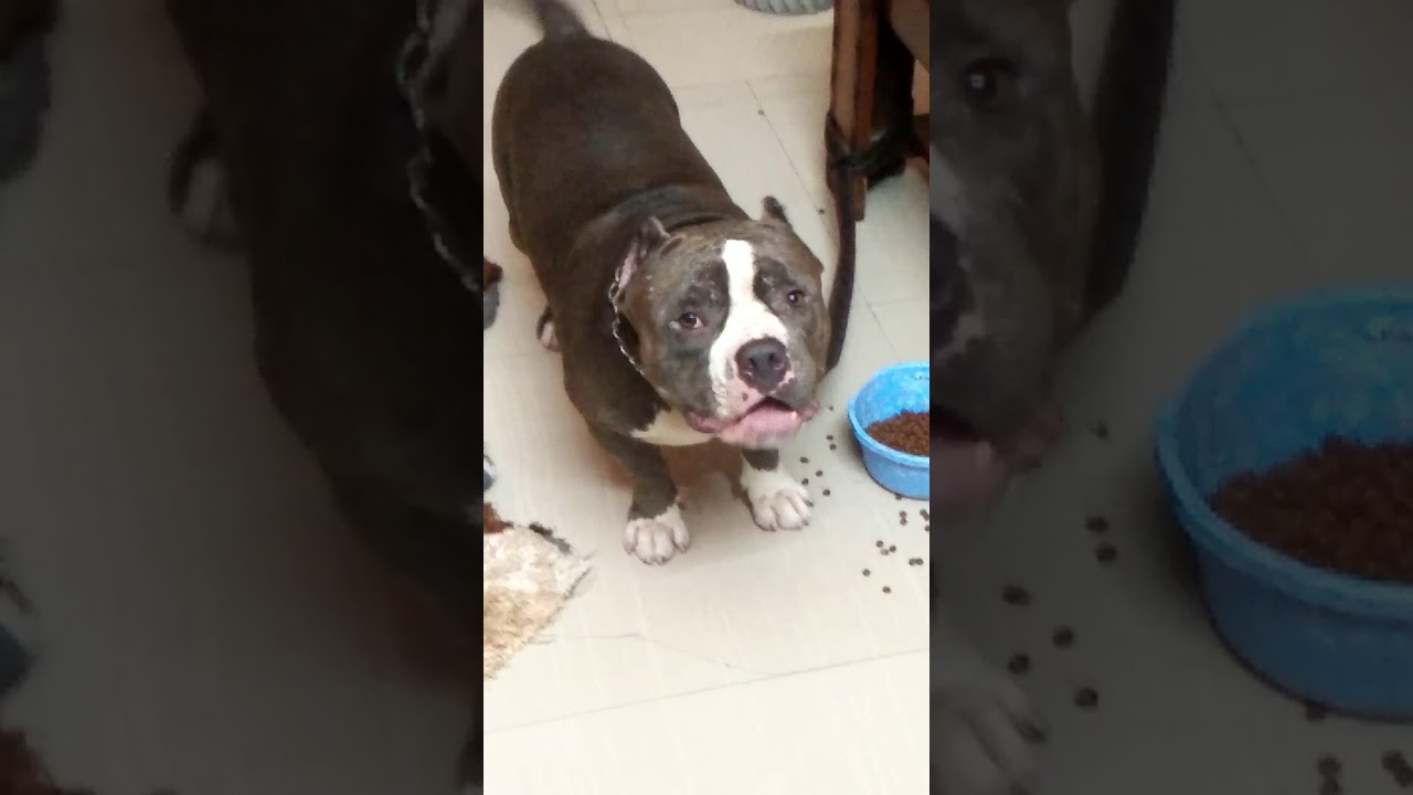 American bully/😯😱Dog barking loudly. YouTube