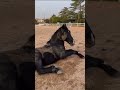 Happy boy😂#horse #equestrianjourney #forupage #equestrian #viral #horseriding #blackhorse