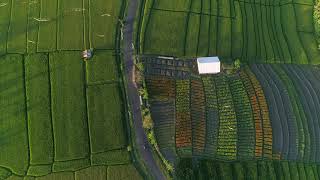 PEMANDANGAN SAWAH | FREE FOOTAGE | NATURE                              #Footage #Nature #nocopyright