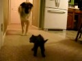 Scared dog vs angry kitten