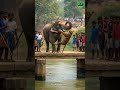 An Elephant Is Throwing A Tiger Into The Water Animals Tigres Short Elephant An Elephant Is Throwing A Tiger Into The Water Animals Tigres Short Elephant