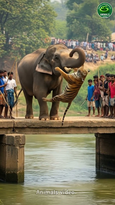 An elephant is throwing a tiger into the water #animals #tigres #short #elephant