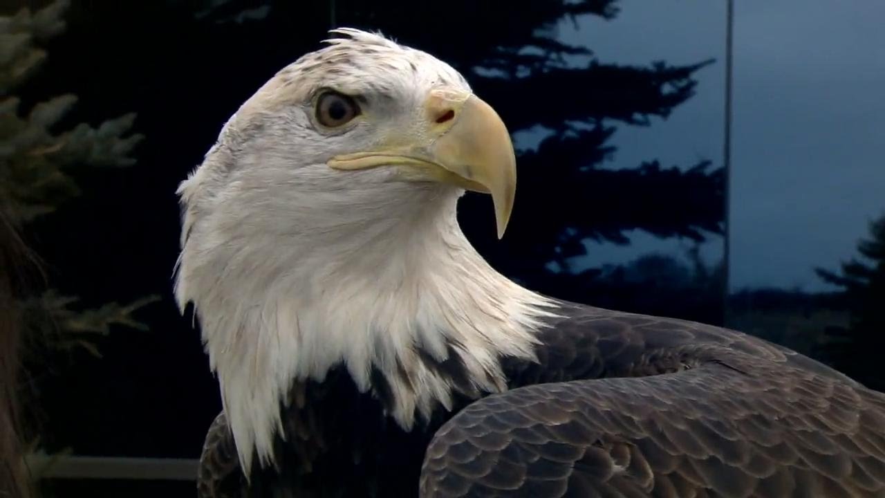 video phone beyonce mp3 Animal friends visit Weather Network HQ promoting conservation