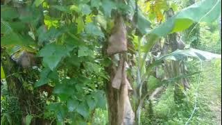 Suasana sore hari di pedesa an jalan jalan sambil benerin selang air