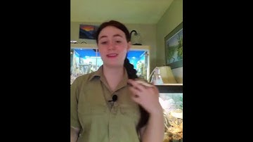 Thumbnail of Hognose Snakes DON'T Pop Toads   #shorts