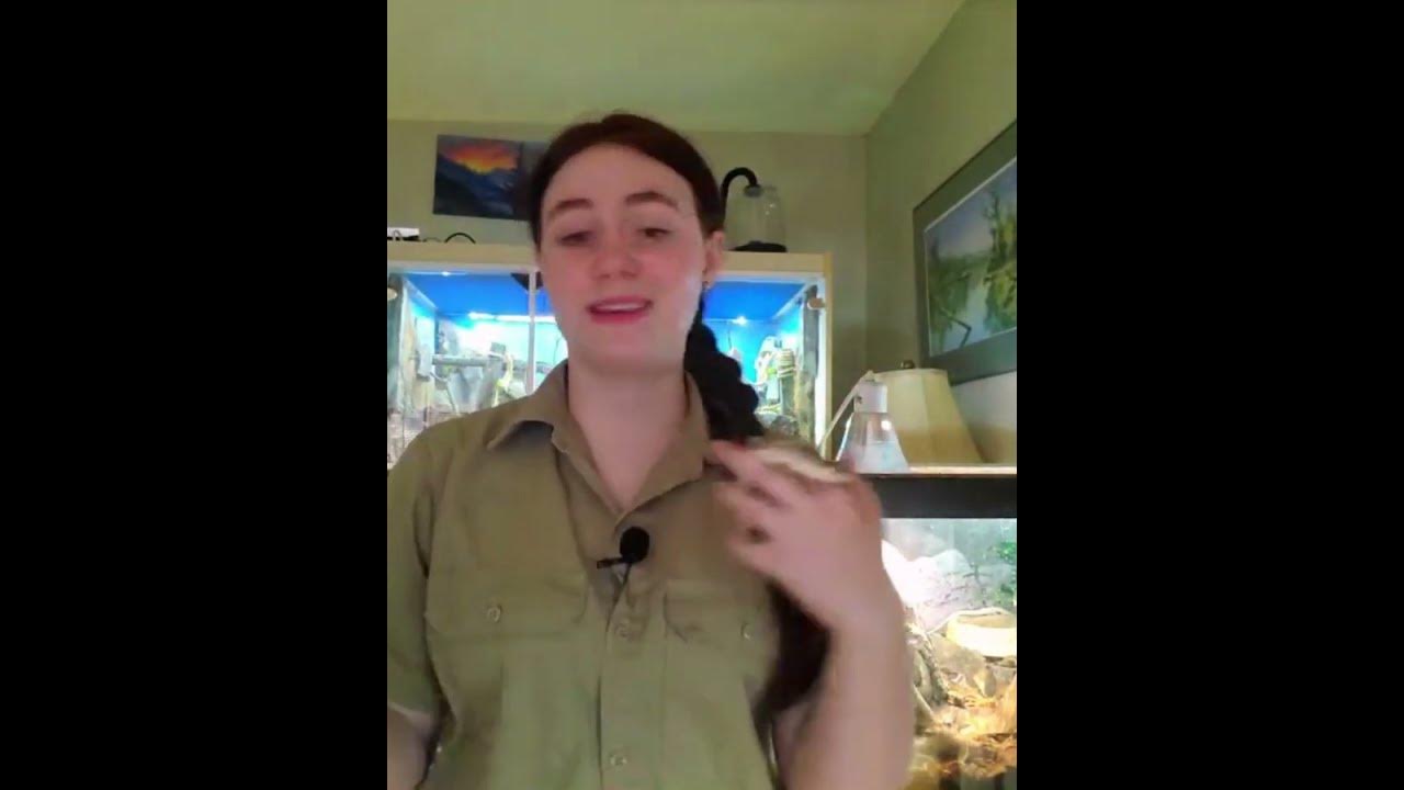 Hognose Snakes DON'T Pop Toads   #shorts