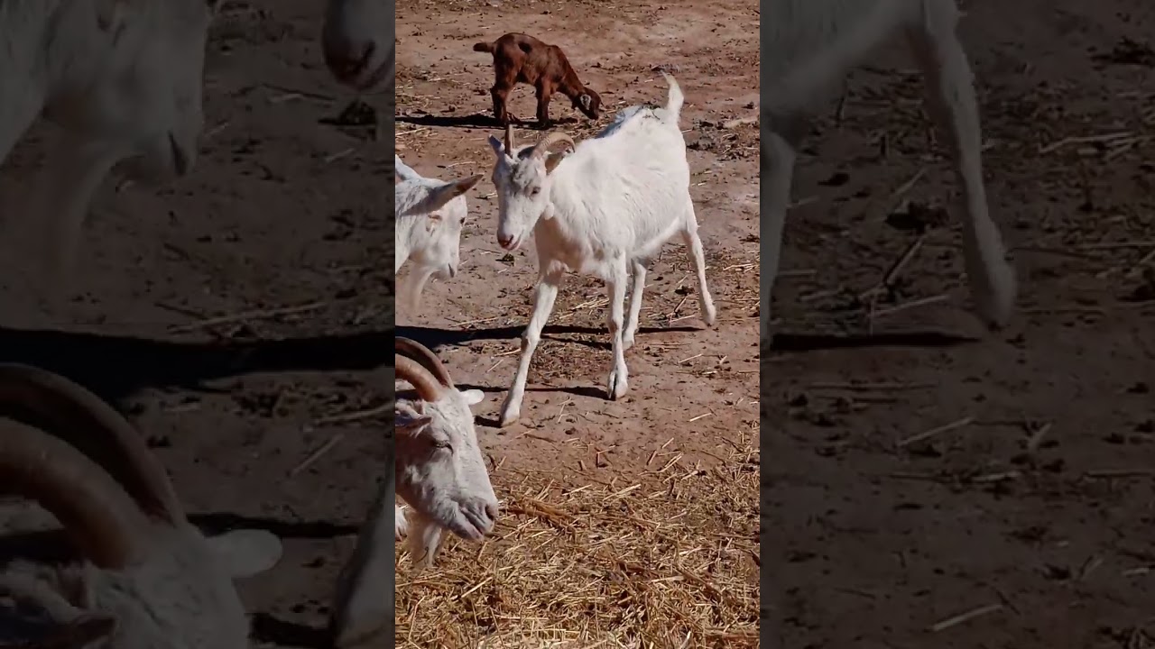 اعلاف الماعز