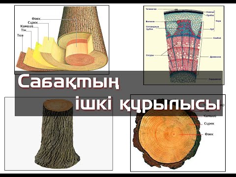 Бейне: Сақина құрылымы дегеніміз не?