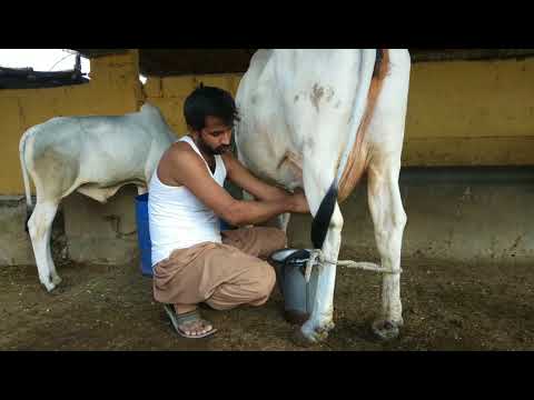 Desi Cow Milking Chuwai 16 Kg Milk Per Day By Ijaz Riaz Mastoi