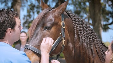 About Us | Performance Equine