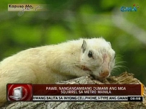 Video: Paano Mahuli Ang Isang Otter