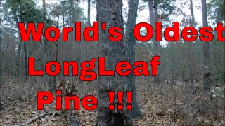 Found !  Oldest Longleaf Pine in the World !