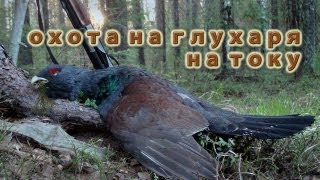 Охота на глухаря весной