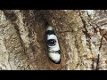 Devoted Hornbill Delivers Food To Mate | Planet Earth III | BBC Earth Mp3 Song
