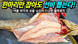 Summer sea fishing, let's catch and eat the most delicious fish in Korea!