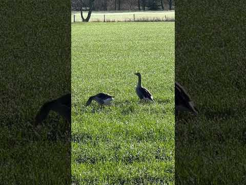 Wild geese doing some crop-walking in the spring #sunshine