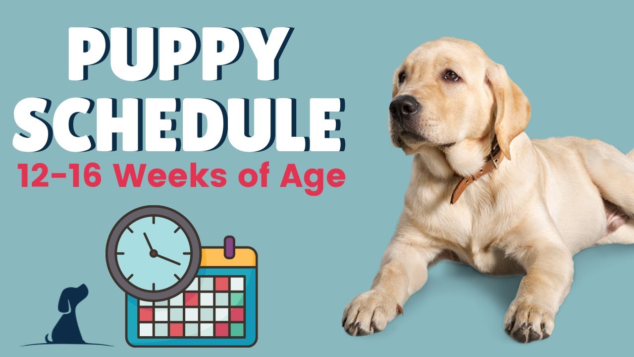 Moet Specialist Komkommer Puppy Schedule - 12 Weeks and Beyond - YouTube