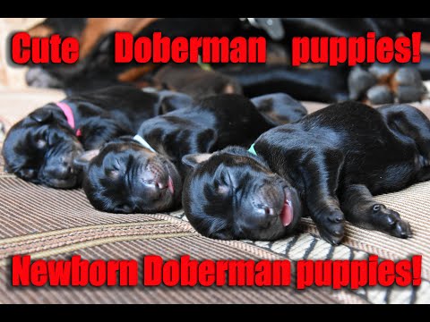 Video: Kā Izvēlēties Dobermana Kucēnu
