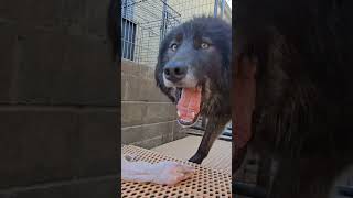 Rescued Wolfdog Ryuk Eats Rabbit