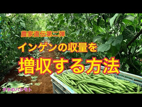 収量増 農家が教えるインゲンの定植から収穫方法 タネのハシモト Youtube