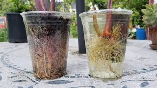 Rooting Sugar Cane Water vs Soil  1 month result