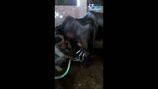 Buffalo Milking Machine By Sumangalam Dairy Farm Solutions (India) Private Limited, Ghaziabad