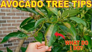 Help! My Avocado Tree Is Turning Brown After Pruning [How To Fix It]