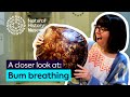 Turtle Respiration and Genomic Research Quiz