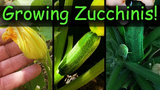 Growing Zucchinis Part 2 of 2 - The Definitive Guide
