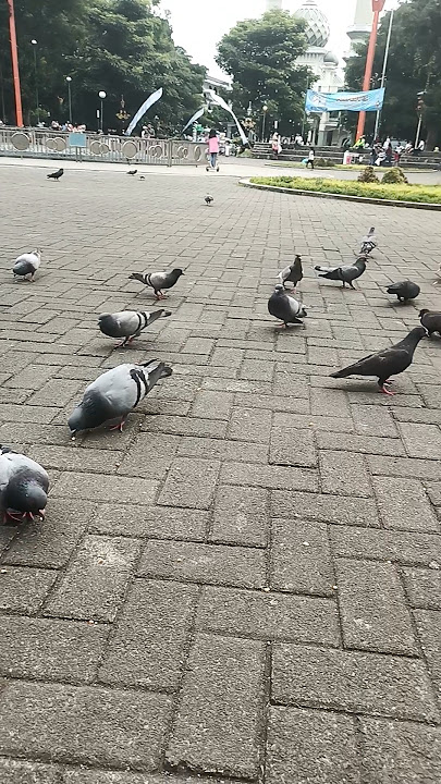 siapa yang suka ngasih makan burung dara #shortvideo #trending #shotrs