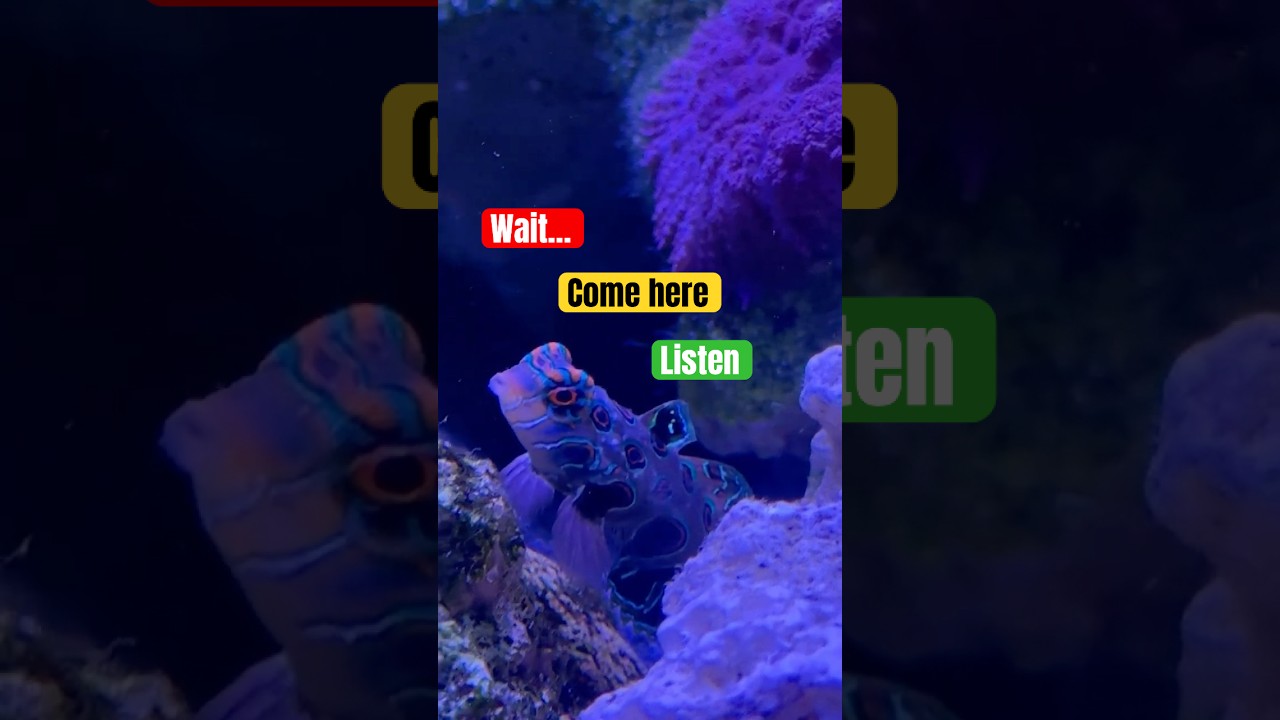 Wait! Don’t Leave | Fish Flirty Drama 💙🐠.  