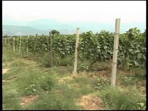 ვაზის უნიკალური და იშვიათი ქართული ჯიშების აღდგენის პროგრამა