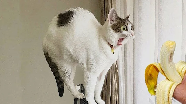 Video 11533601: best cutest cat dog, cat dog lovers, best funny cats dogs, funniest cats, cat family, cat living