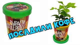 Вырасти, Дерево! Кофе арабский карликовый