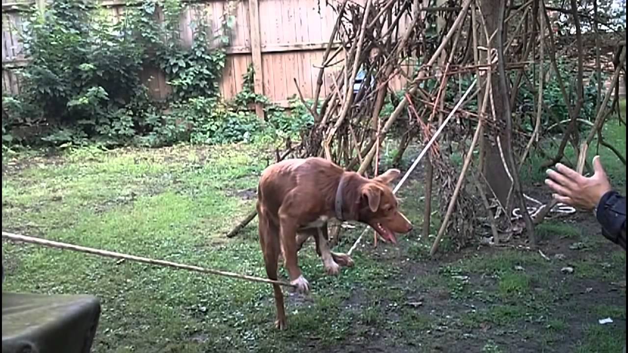 Amazing Acrobatic Dog Training - YouTube