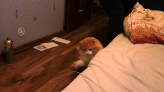 Мой няшный котейка My pussy cat XD)))