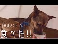 【保護犬預かりvlog】食べた！！ヒロが初めて食欲を見せてくれた日