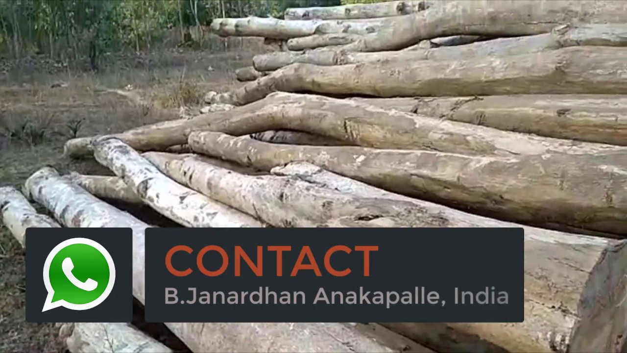 teak timber wood for sale best price | Forest Permit Approved