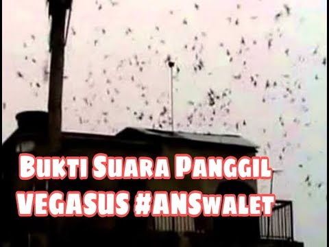 mari-kita-buktikan-suara-panggil-vegasus-||-kombinasi-candu-walet