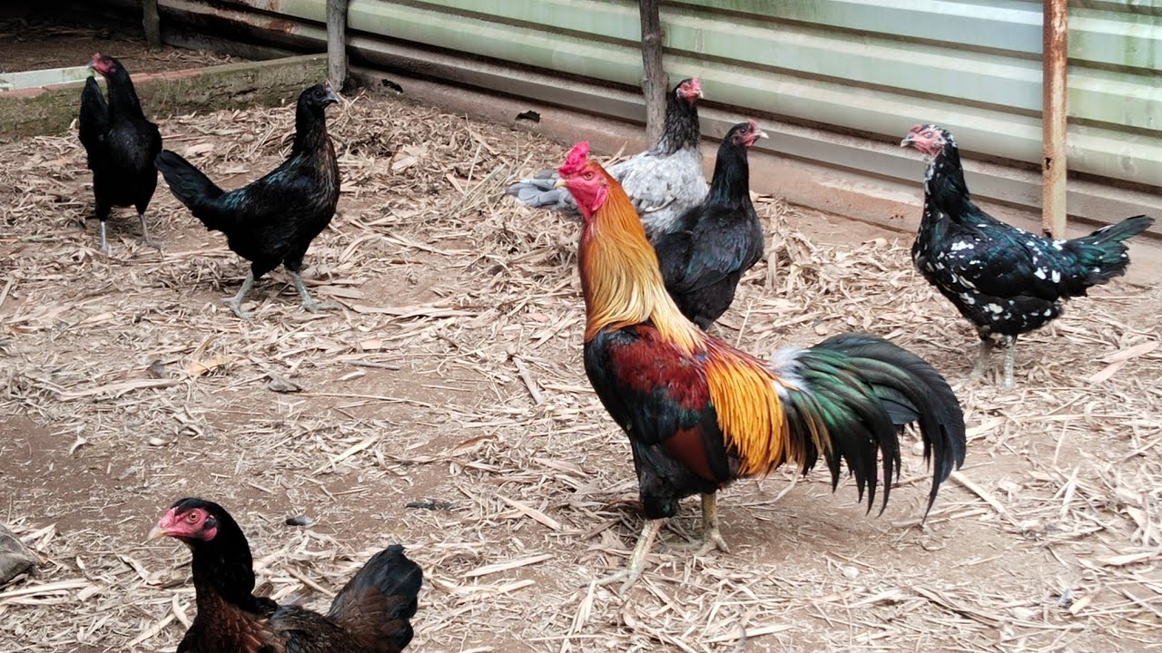 Happy new year 2026 Chúc GĐ Năm Mới An Khang Thịnh Vượng.