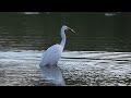 Egret eating pike, 4x slow motion