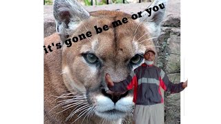 4 Mountain Lion Encounter You Should Never See - Damn