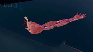 Deftxr - 3D Human Anatomy In Mixed Reality